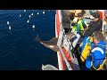 Halibut Fishing Longline, Kveitefiske Sørøya Finnmark Norway Summer 2023 (4K HD)