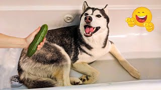 Smarty  Funny Animal Video Clips 😹🐶 Enjoy The Funniest Animal Videos🐾