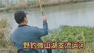 野钓微山湖支河，拉饵钓鱼口狂暴，大板鲫小鲤鱼都上钩了