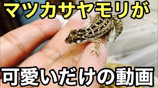 マツカサヤモリが可愛い動画【爬虫類】レッドローチをあげました。オススメの爬虫類