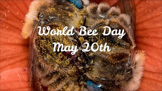 World Bee Day in Tamil language, உலக தேனீ நாள்