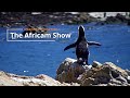 The Africam Show | February 20