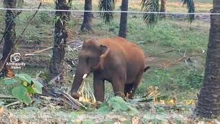 രാത്രി വാഴ, തെങ്ങ്, അടക്കാമരം പകൽ എണ്ണപ്പന ഏഴാറ്റുമുഖം ഗണപതിയുടെ മെനു.. #ezhattumughamganapathi