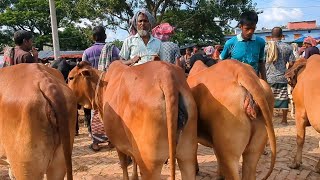 ৭/৮/২৪  আজকের হাটের গাভিন গরুর ভিডিও দাম দর সহ  (রাজশাহীর বিখ্যাত গাভিন গরুর হাট) Pregnant cow price