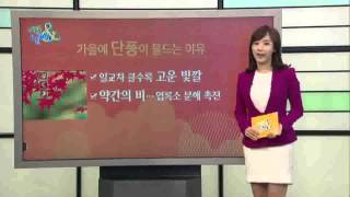 가을에 단풍이 물드는 이유 [10/08] / YTN 웨더