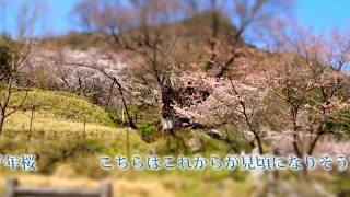 奈良県　桜満開春らんまん2019.04.08の様子です