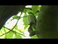 Pied Flycatcher