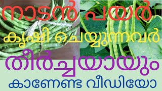 നാടൻ പയർ വിത്ത് ഈ രീതിയിൽ മുളപ്പിച്ചാൽ കൃഷി ചെയ്യാൻ വളരെ എളുപ്പം @kl40moneyfarming