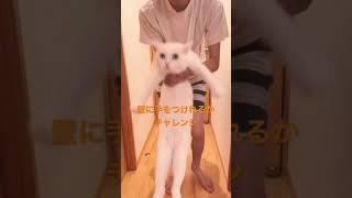 【おもしろ猫動画】壁に手をついたら賢いらしいという流行りのやつにチャレンジ【天才】ピタゴラスイッチ