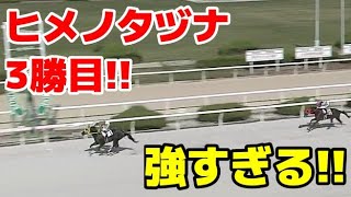 【22/11/10】ヒメノタヅナ圧勝(3勝目)!!【ヒカル歓喜!?】