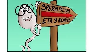 Spermbanter :How Sperm Are Made from Dr Fertility