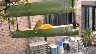 餌台でミカンを啄むメジロ　a Japanese white-eye