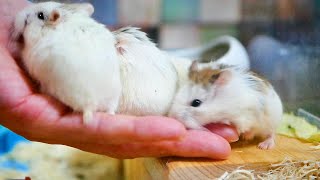 ロボロフスキーハムスターって可愛いのになんで人気イマイチなの？ Dwarf Hamsters are Cute but Not Popular