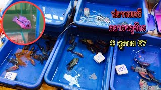 Cichlids at Chatuchak Market, October 9, 2014