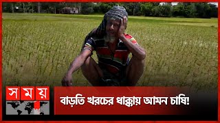 পর্যাপ্ত বৃষ্টি নেই, আমন এবার সেচনির্ভর! | Aman Rice Production At Risk | Farmer | Bogura | Somoy TV