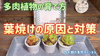 【多肉植物】☀️葉焼けの原因と対策　多肉植物の育て方