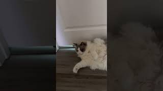 How My Cat Mishty Waits for me #cat #catlover #catvideos