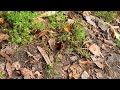 banded woollybear caterpillar aka woolly worm