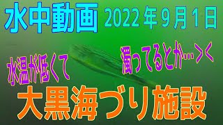 水中動画（2022年9月1日）in 大黒海づり施設