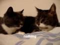 The two talking cats (BEST FUNNIEST version) [English Translation Subtitles]