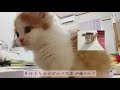 お留守番中の猫ちゃんを隠し撮りしていたらずっと泣いちゃってました、、、 短足マンチカン 2ヶ月 子猫