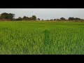 మీ వరి పొలం ఇంకా పచ్పగా అవలేదా rabi paddy by devilal agriculture