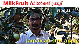 Milk fruit / മിൽക്ക് ഫ്രൂട്ട്  Jamaican star apple/Kennas vlog