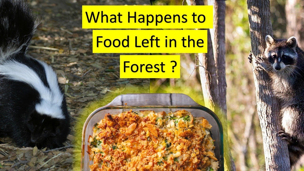 What Happens To Food Left In The Woods Wildlife Camera Youtube