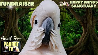 Jungle Birbs | Peaceful Tropical Rainforest Sounds for Birds  | Parrot TV for Your Bird Room🌴