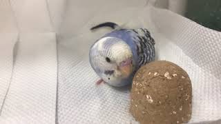 初めての塩土【 セキセイ インコ 】