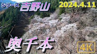 【吉野山2024桜②：4月11日】奥千本は満開・・清楚な桜の美、これこそ「日本の桜」（2024.4.11撮影）