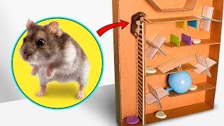 Hamster escape from cardboard