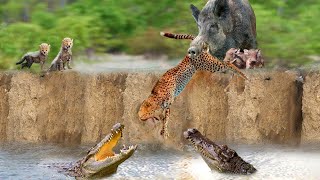 The Brave Warthog Alone Defeated The Crocodile And The Leopard To Escape Death In An Amazing Way