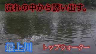 【最上川釣行】最上川でトップウォーター、トップの反応いいですよ。アニーチャンネル 最上川バス釣り