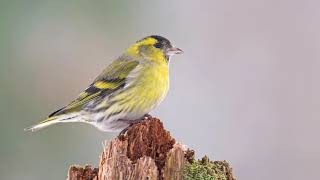 The song of the Eurasian Siskin - Bird Sounds | 10 Hours