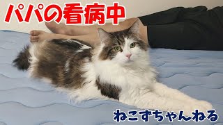 メインクーン「まる」(続) パパを病院送りにした猫、パパを看病する　ねこずちゃんねる365 #猫 #ねこ #cat #大きい猫 #巨大猫