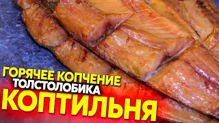 Копченый толстолобик, домашнее полугорячее копчение (60-80 градусов)