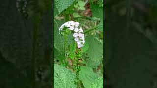 Indian heliotrope #Heliotropium #indicum #medicinalplant #herb #mahanadi #nature #biodiversity