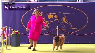 Belgian Tervuren | Breed Judging 2024