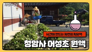 시간이 만드는 자연의 치유액, 청암사 어성초 원액!