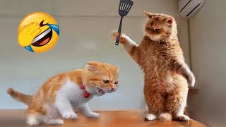 Funniest Dogs and Cats 😺🐶 Funny Animals 2023 😂 Part 17