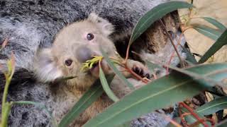 【東山動植物園公式】ホリーの赤ちゃん《 コアラ 》