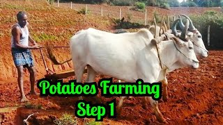 Potato Farming in Kodaikkanal | கொடைக்கானலில் உருளைக்கிழங்கு விவசாயம் செய்யும் முறை - Step1 |Kavunji