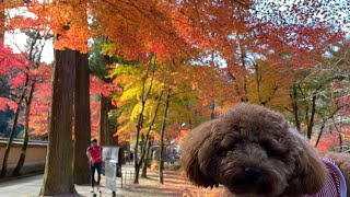 【トイプードル】佛通寺に紅葉を見にいきました