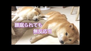 寝ている秋田犬じんくんの顔を何度も蹴飛ばす柴犬モナ！じんくん蹴られても無反応⁈[akitainu][shibainu]