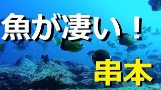 【釣り】すごい寒グレ！真冬でも串本は魚の天国だった！水中映像