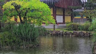 연못이 있는 정원의 빗소리, 자연의 소리, ASMR, the sound of rain in a garden with a pond ( 10분후 어두운 화면)