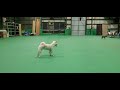 柴犬りき＆つき 大運動会？元気に走り回っとる！追いかけっこかな？ 柴犬 犬