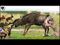 Impressive! Brave Wildebeest Fight To Save Calve From Bloodthirsty Predators From Wild Dogs, Leopard