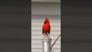 Red bird  |  red birds |  bird  |  birds. #redbirds #redbird #redbirb #shorts #shortsvideo #short